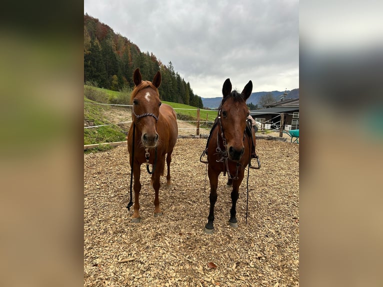 Trakehner Mix Giumenta 14 Anni 158 cm Sauro scuro in Wasserburg am Inn