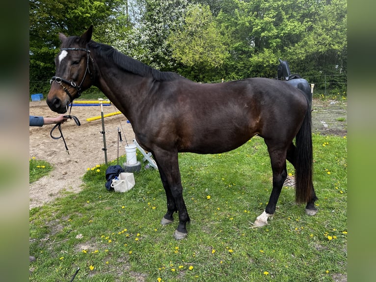 Trakehner Giumenta 14 Anni 160 cm Baio in Harrislee