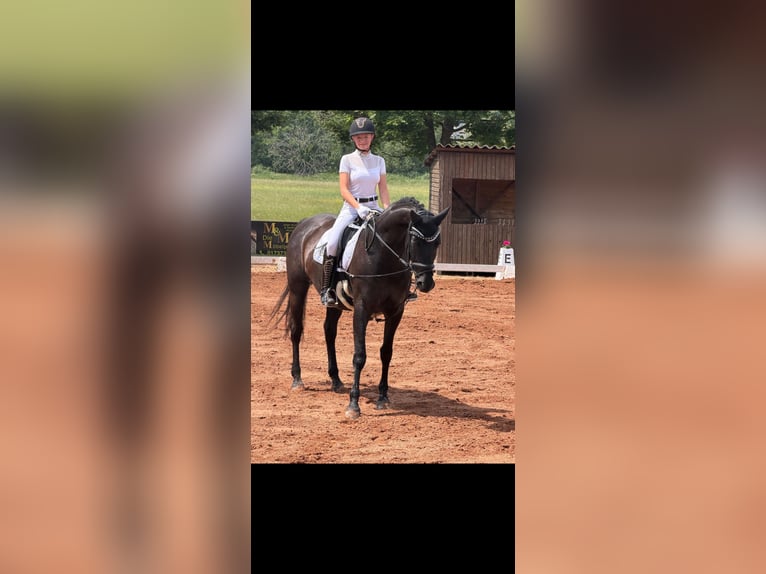 Trakehner Giumenta 14 Anni 162 cm Baio in Homburg-Schwarzenbach