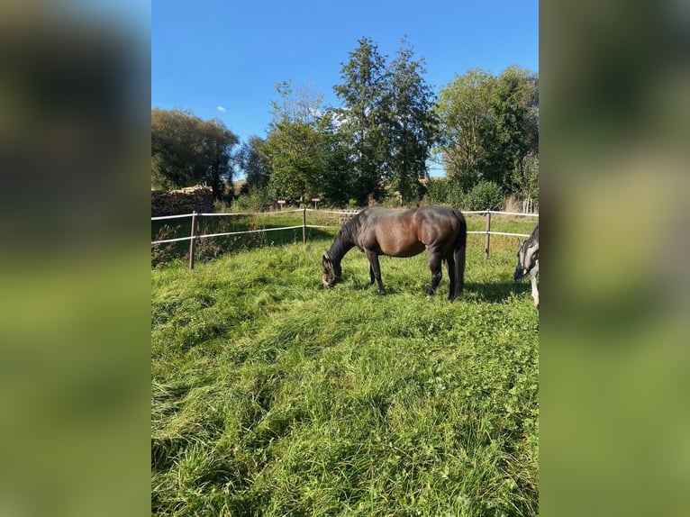 Trakehner Giumenta 14 Anni 164 cm Baio scuro in Stadtlauringen