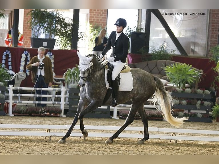 Trakehner Giumenta 14 Anni 164 cm Grigio in Bad Oldesloe