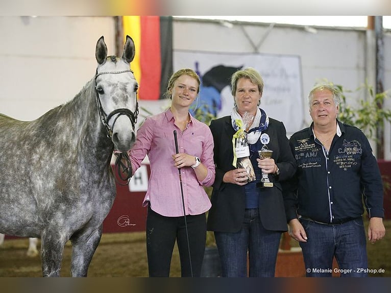 Trakehner Giumenta 14 Anni 164 cm Grigio in Bad Oldesloe