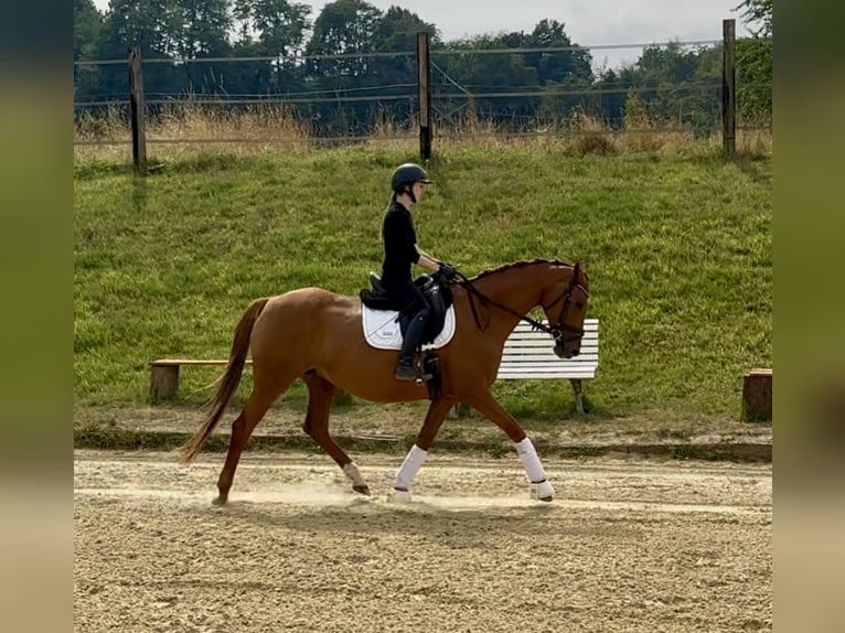Trakehner Giumenta 14 Anni 164 cm Sauro in Heiligenhaus