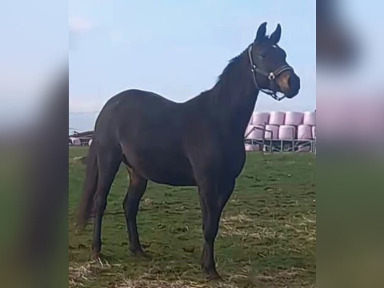 Trakehner Giumenta 14 Anni 166 cm Baio in Wartenberg