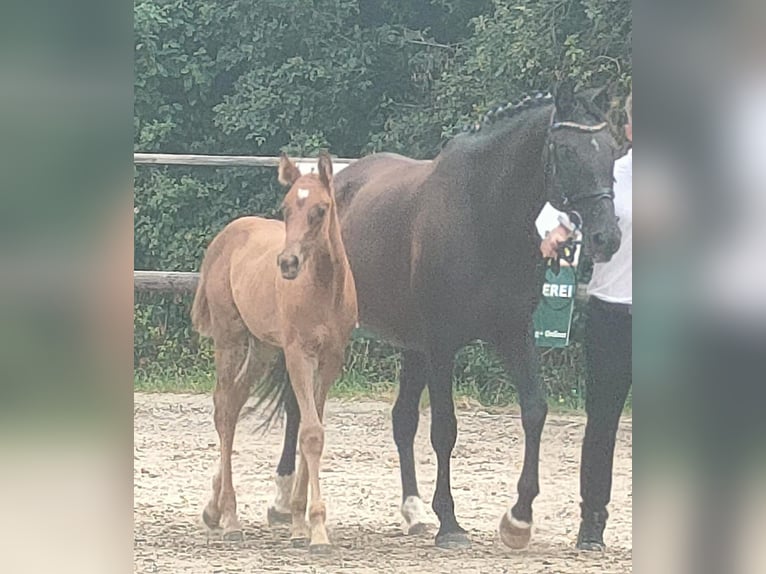 Trakehner Giumenta 14 Anni 166 cm Baio nero in Frankenthal