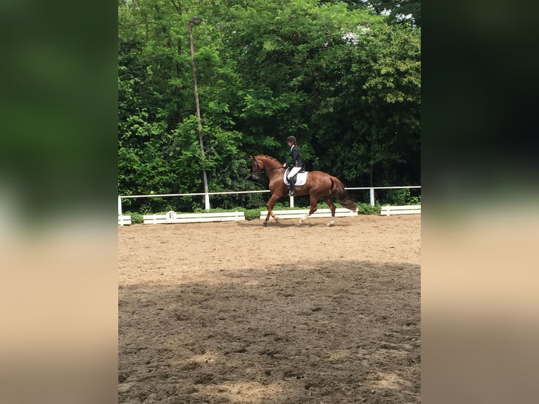 Trakehner Giumenta 14 Anni 170 cm Sauro in Gevelsberg