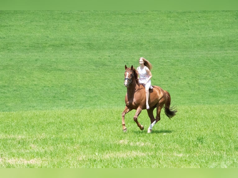 Trakehner Giumenta 14 Anni 170 cm Sauro in Gevelsberg