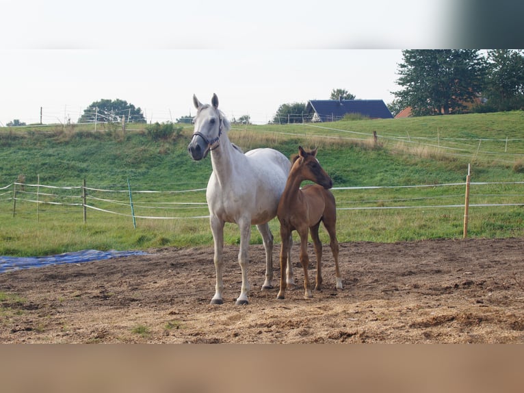 Trakehner Giumenta 14 Anni Grigio in Klein Wittensee