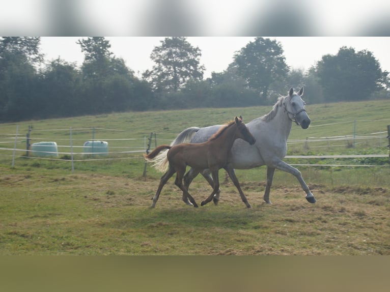 Trakehner Giumenta 14 Anni Grigio in Klein Wittensee
