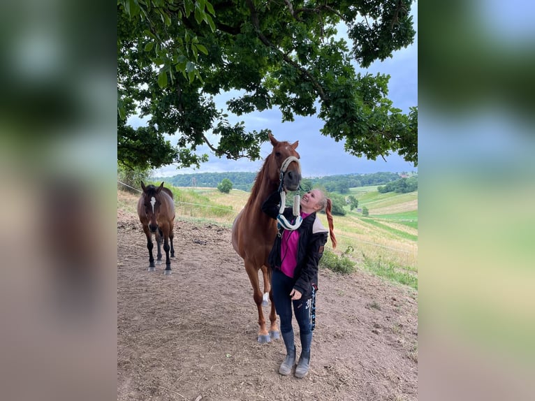 Trakehner Mix Giumenta 15 Anni 153 cm Sauro in Katlenburg-Lindau