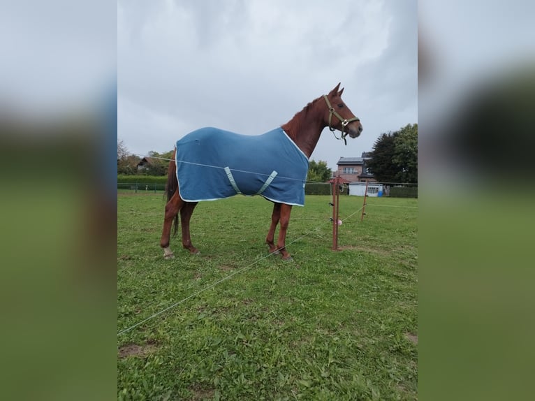 Trakehner Mix Giumenta 15 Anni 153 cm Sauro in Katlenburg-Lindau