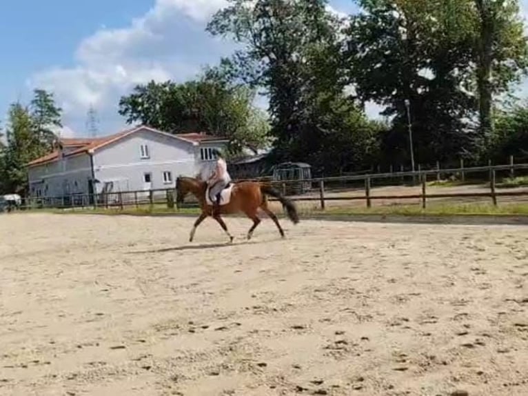 Trakehner Giumenta 15 Anni 156 cm Baio in Ratekau