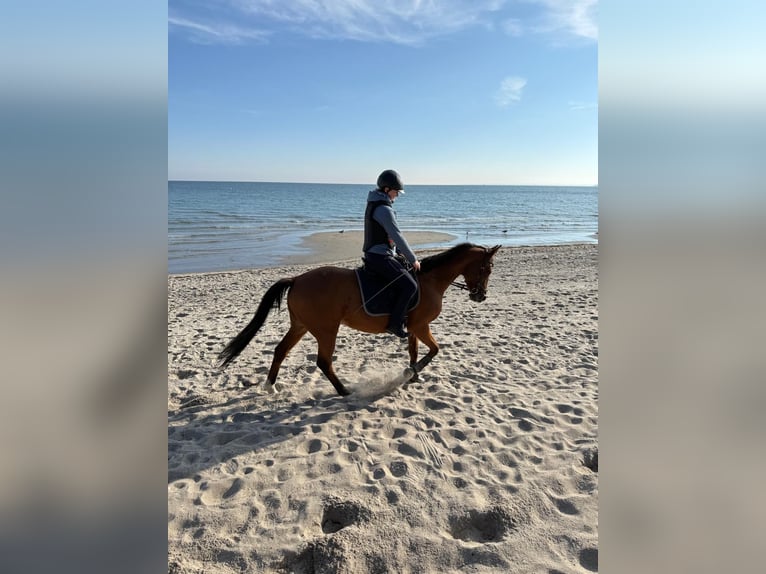 Trakehner Giumenta 15 Anni 156 cm Baio in Ratekau