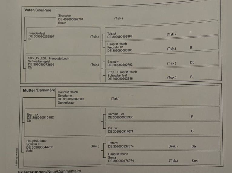 Trakehner Giumenta 15 Anni 160 cm Morello in Essen