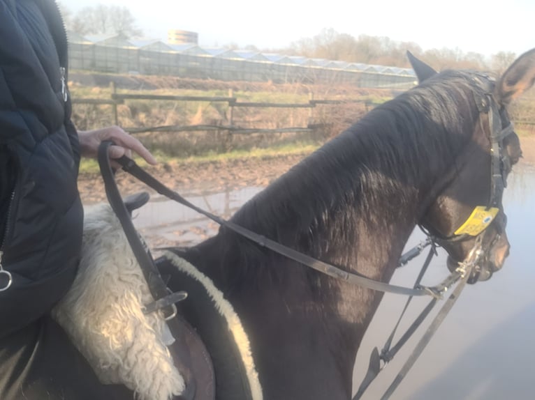 Trakehner Giumenta 15 Anni 163 cm Baio scuro in Münster