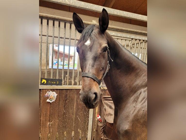 Trakehner Giumenta 15 Anni 163 cm Baio scuro in Münster