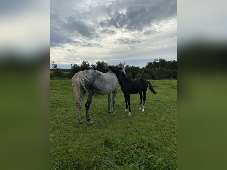 Trakehner Giumenta 15 Anni 164 cm Grigio trotinato in Vechelde