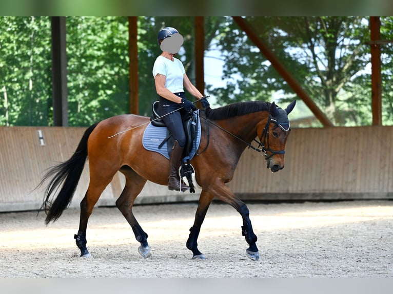 Trakehner Giumenta 15 Anni 165 cm Baio in Speyer