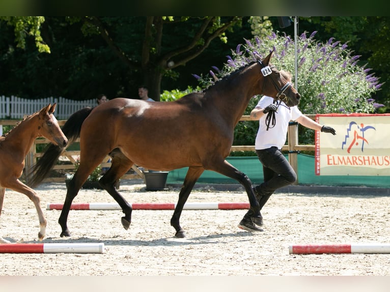 Trakehner Giumenta 15 Anni 168 cm Baio in Wolfhagen