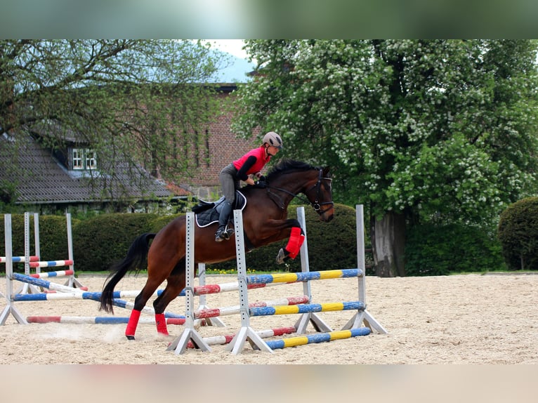 Trakehner Giumenta 15 Anni 168 cm Baio in Wolfhagen