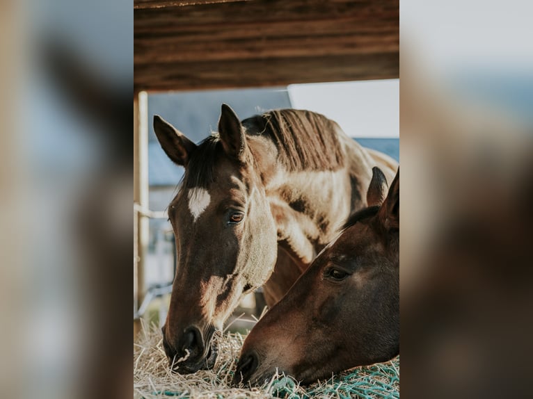 Trakehner Giumenta 15 Anni 171 cm Baio in Gleisdorf