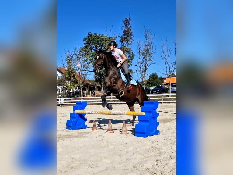 Trakehner Giumenta 15 Anni 171 cm Baio in Gleisdorf