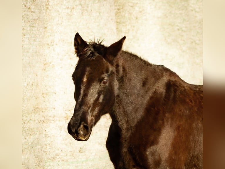 Trakehner Giumenta 16 Anni 162 cm Baio nero in Aytos