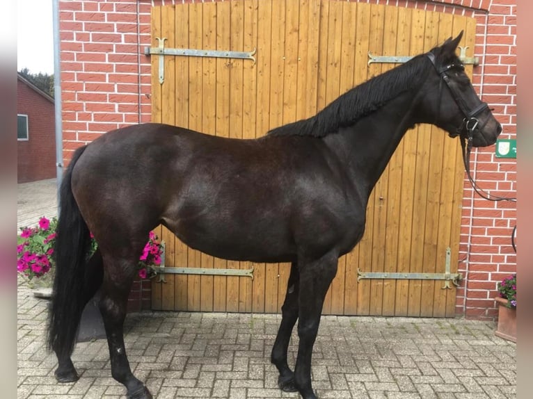 Trakehner Giumenta 16 Anni 162 cm Baio nero in Aytos