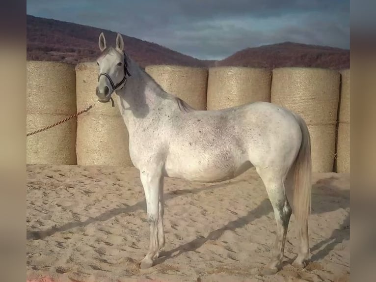 Trakehner Giumenta 16 Anni 165 cm Grigio in Aytos