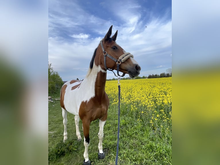 Trakehner Giumenta 16 Anni 166 cm Pezzato in Parkentin