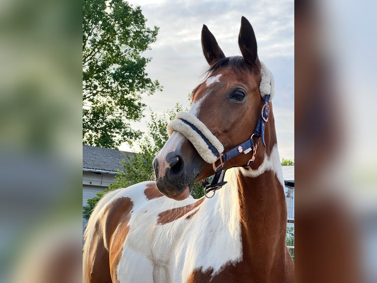 Trakehner Giumenta 16 Anni 166 cm Pezzato in Parkentin