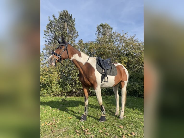 Trakehner Giumenta 16 Anni 166 cm Pezzato in Parkentin