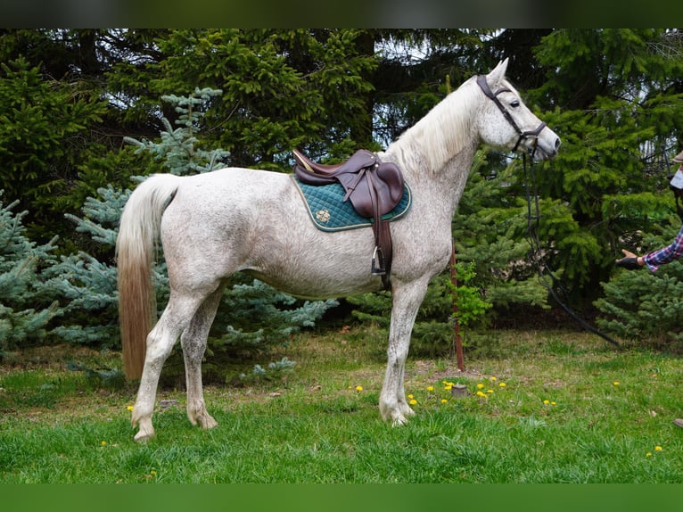 Trakehner Giumenta 16 Anni 168 cm Grigio in Liebstadt