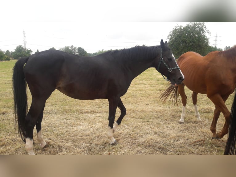 Trakehner Giumenta 16 Anni 172 cm Baio nero in Rheinberg