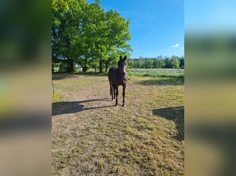 Trakehner Mix Giumenta 17 Anni 163 cm Baio scuro in Aachen