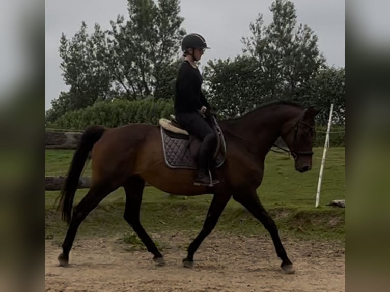 Trakehner Giumenta 17 Anni 165 cm Baio scuro in Satrup
