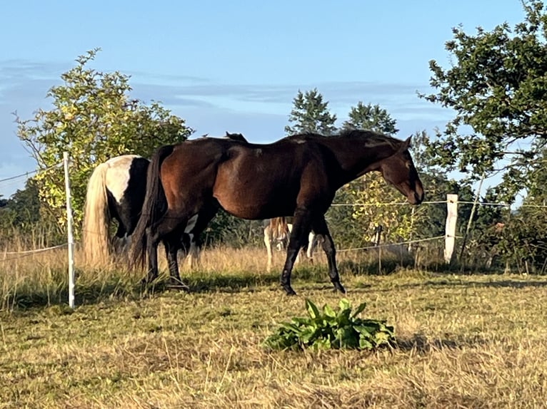 Trakehner Giumenta 17 Anni 165 cm Baio scuro in Satrup