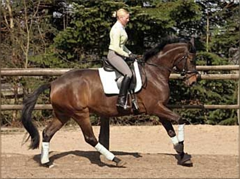Trakehner Giumenta 17 Anni 166 cm Baio scuro in Maltitz