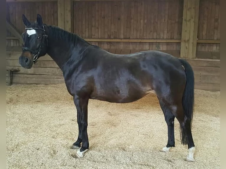 Trakehner Giumenta 17 Anni 167 cm Baio nero in Ingolstadt