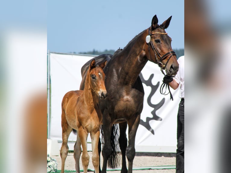 Trakehner Giumenta 17 Anni 169 cm Baio scuro in Kurtscheid