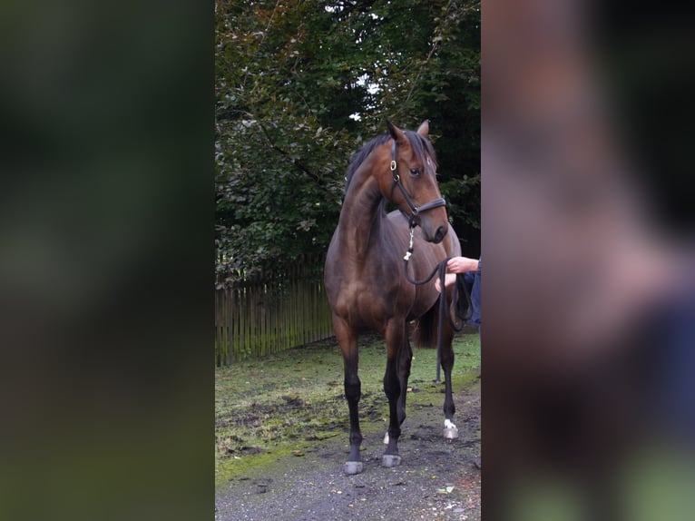 Trakehner Giumenta 17 Anni 169 cm in Gelsenkirchen