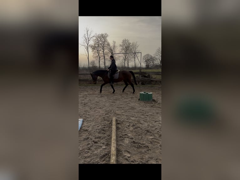 Trakehner Giumenta 18 Anni 160 cm Baio in Mittelangeln