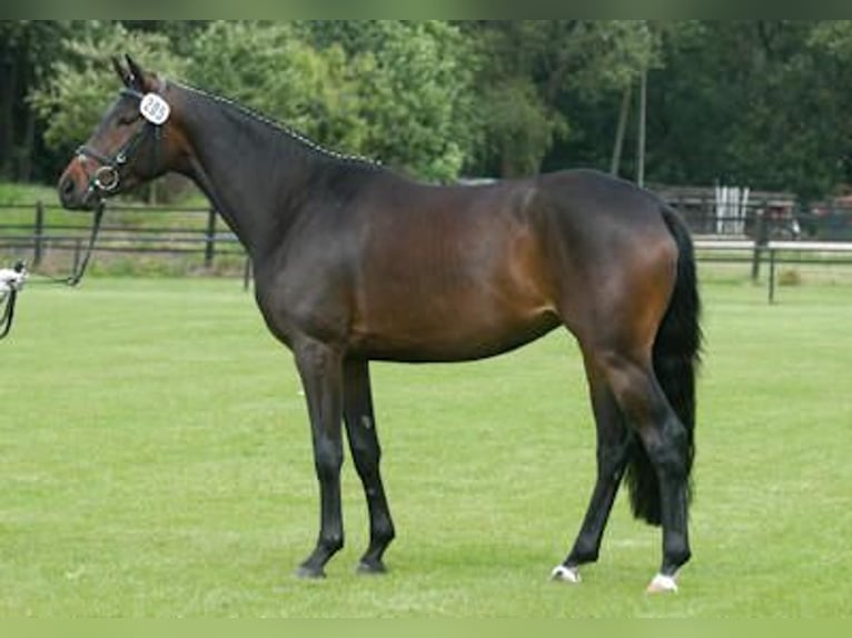 Trakehner Giumenta 18 Anni 163 cm Baio scuro in Hünxe