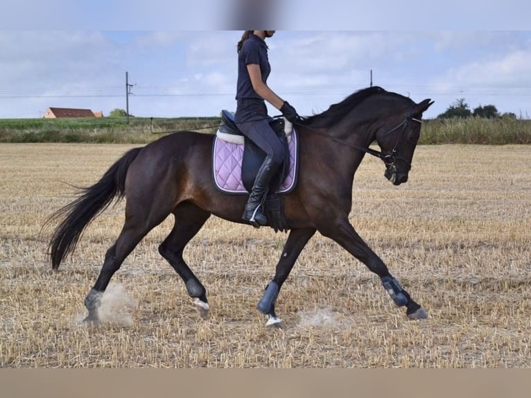 Trakehner Giumenta 18 Anni 163 cm Morello in Zillebeke