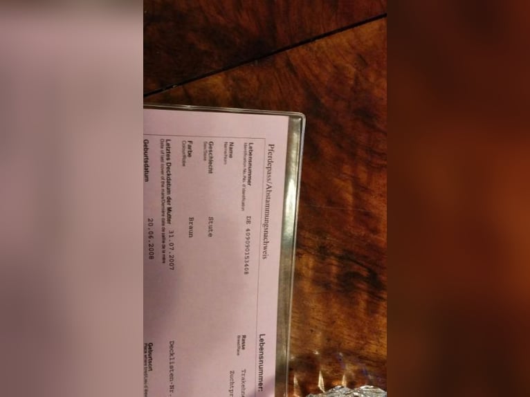 Trakehner Giumenta 18 Anni 165 cm Baio in Fargau-Pratjau