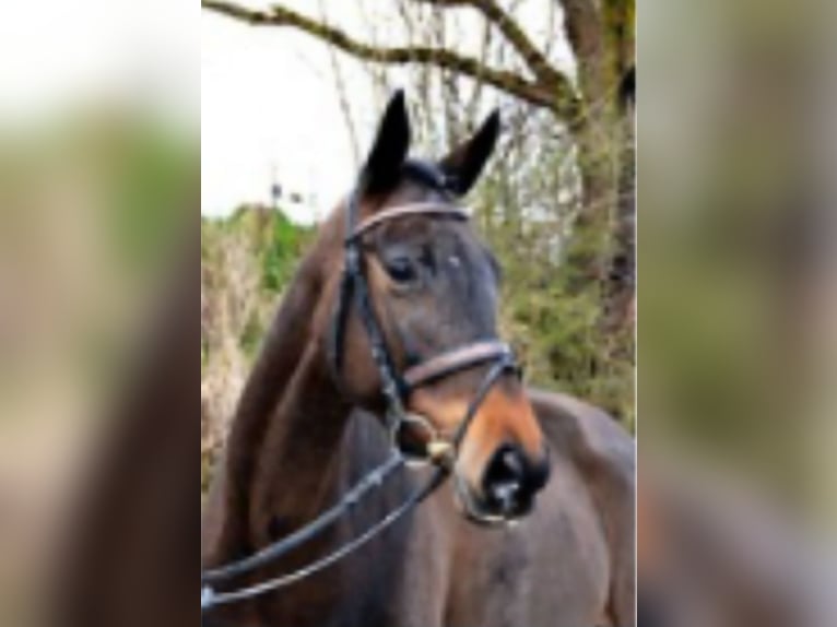 Trakehner Giumenta 18 Anni 168 cm Baio scuro in Schlosshof