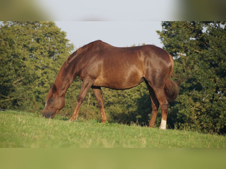 Trakehner Giumenta 18 Anni Sauro scuro in Klein Wittensee