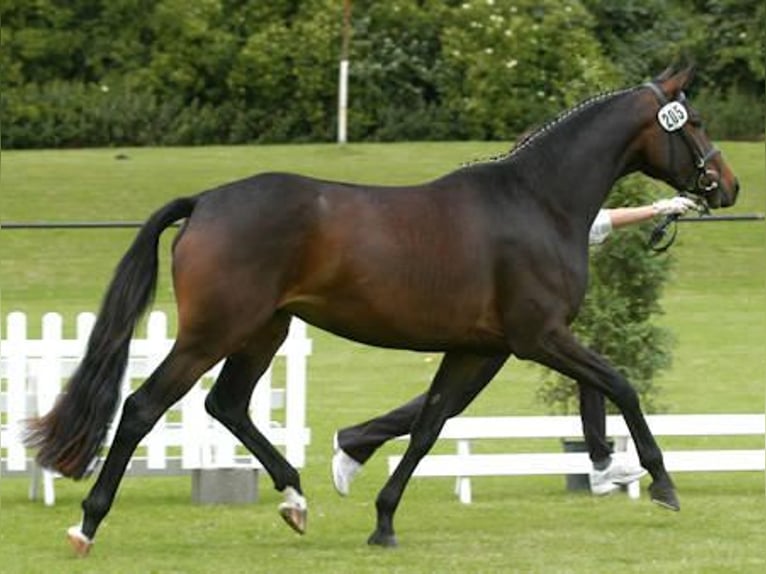 Trakehner Giumenta 19 Anni 163 cm Baio scuro in Hünxe