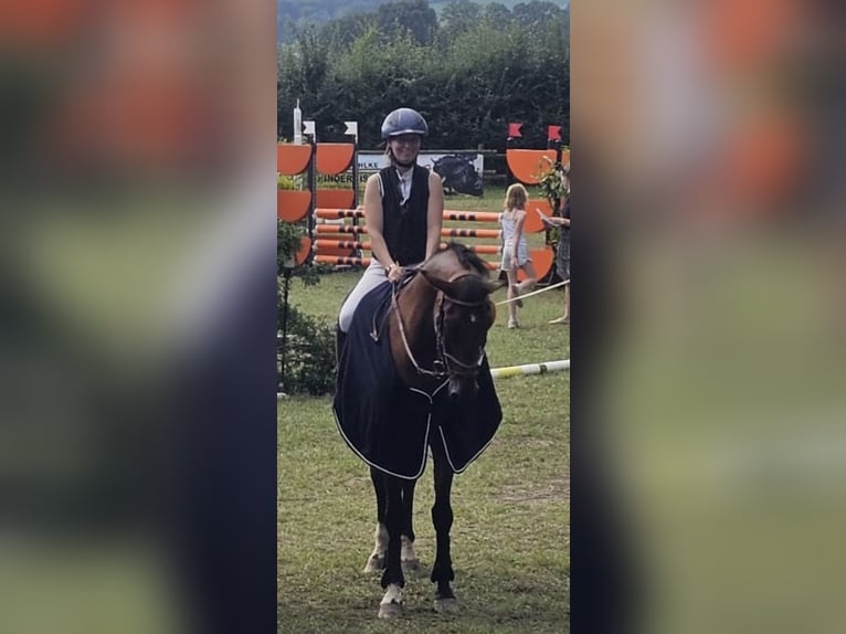 Trakehner Giumenta 19 Anni 165 cm Baio in Melle