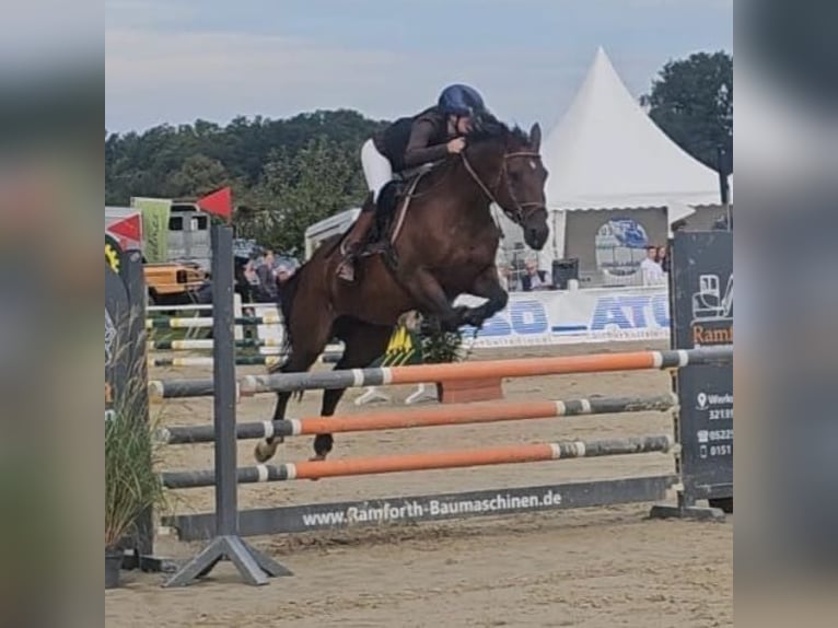 Trakehner Giumenta 19 Anni 165 cm Baio in Melle